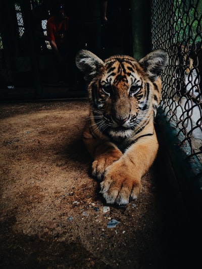 笼子旁边的老虎